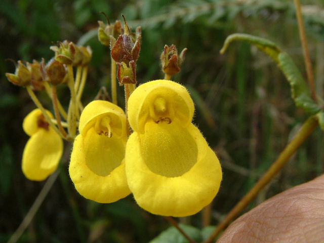 Calceolaria Cascha Cotorres