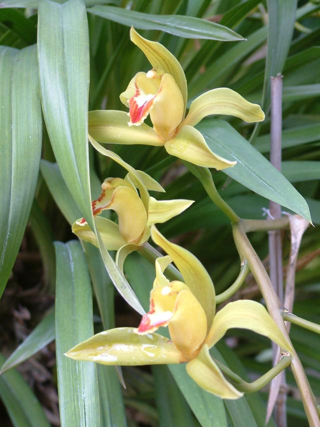 Cymbidium hybrid orchid quito bot gdn10 DSCF0248