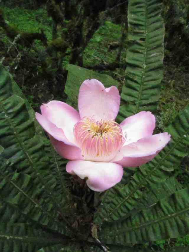 Gustavia longifolia IMG_0806