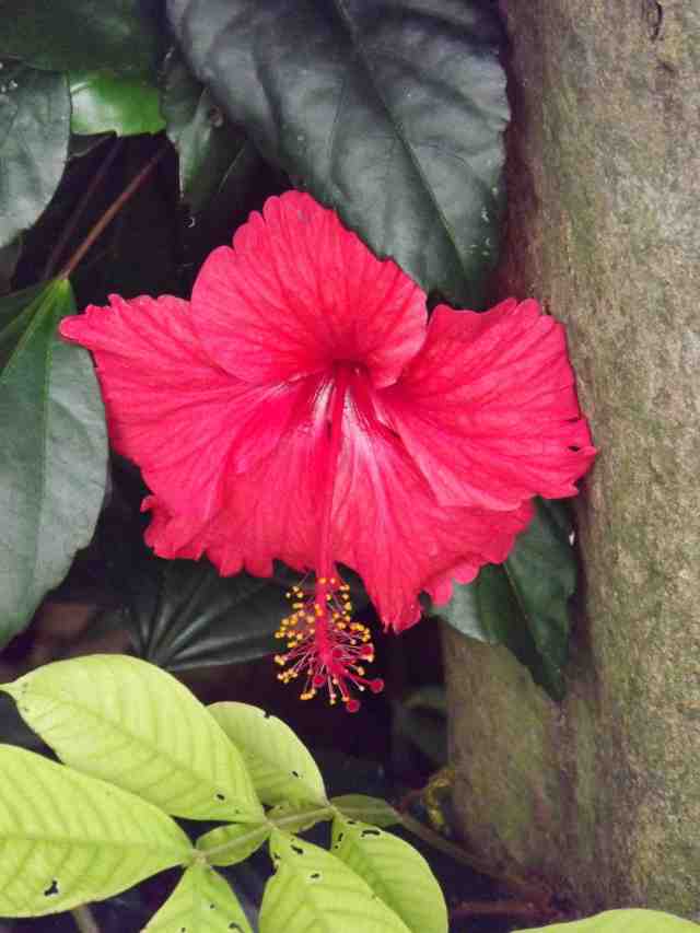 Hibiscus rosa-sinensis Guayaquil 2011 DSCF2203