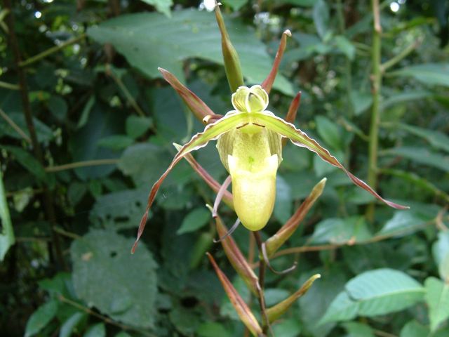Phragmopidium orchid xx Las Orquideas 2010 DSCF0534