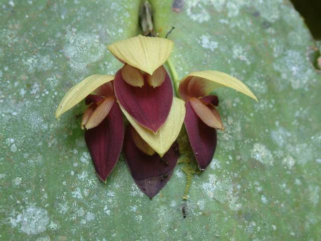 Pleurothallis orchid (Orchidaceae) at Jardin Botanico Las Orquideas, Tena, Ecuador. copyright T. McDowell 2013