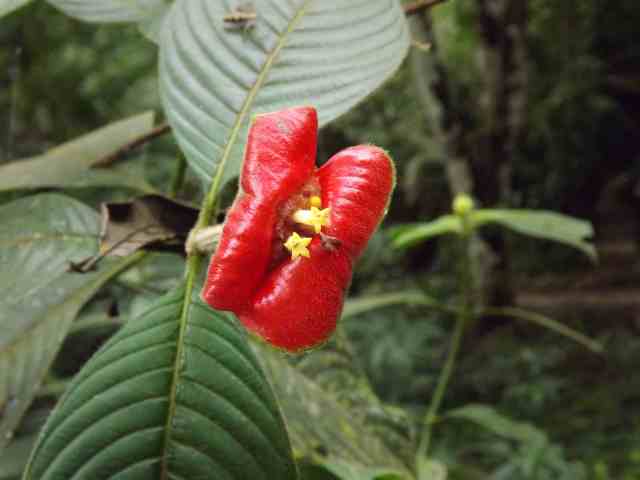 Psychotria poeppigiana DSCF1303