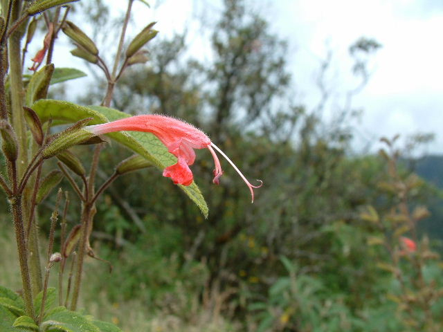 Salvia cf quitensis