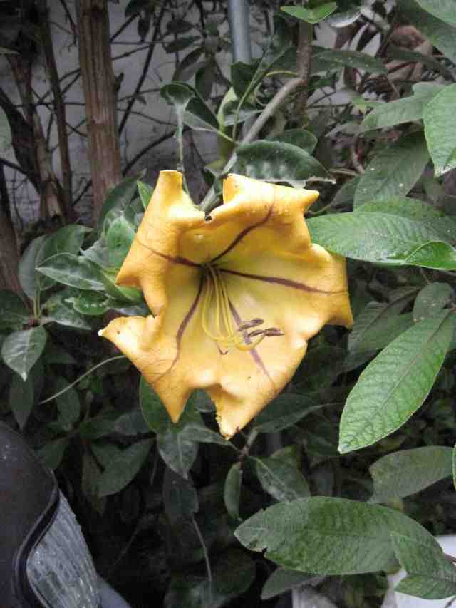 Solandra maxima (Solanaceae) "cup of gold" flower, about 8 inches long, at Hostal La Chimenea, Baños, Ecuador.  copyright T. McDowell 2013