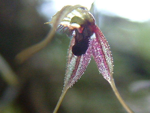 Stellis (Orchidaceae) flower, less than 1/8 inch long, at Jardin Botanico Las Orquideas, Tena, Ecuador.  copyright T. McDowell 2013
